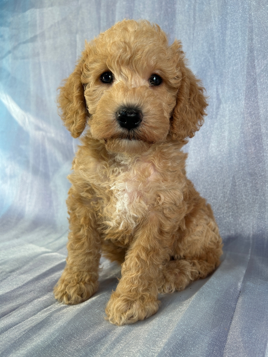 Male Schnoodle Puppy for Sale DOB 3-9-2026 $950